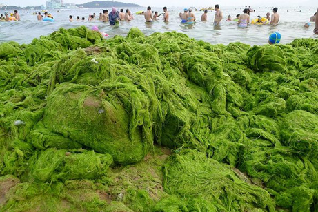 中国青島の海藻被害